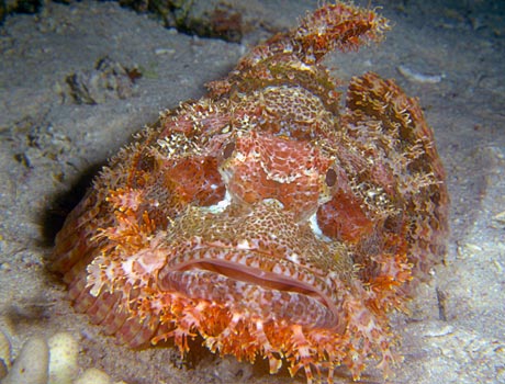 Image of a bearded scorpionfish