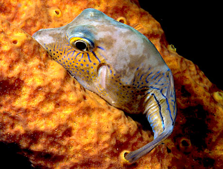 Image of a Caribbean sharpnose puffer resting on a sponge