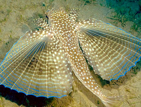 Image of a flying gurnard on the ocean floor