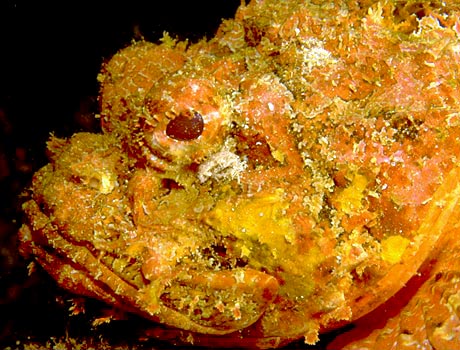 Close-up image of a stonefish