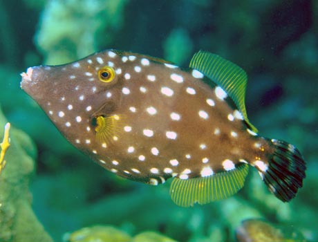 Image of a whitespotted filefish