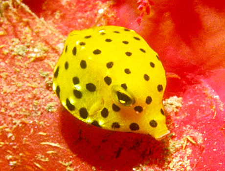 Image of a yellow boxfish resting on coral