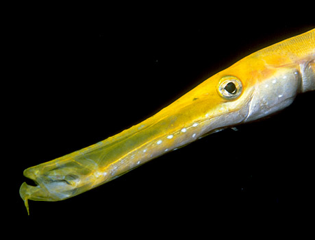 Close-up image of a trumpetfish