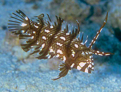 Image of a dragon wrasse