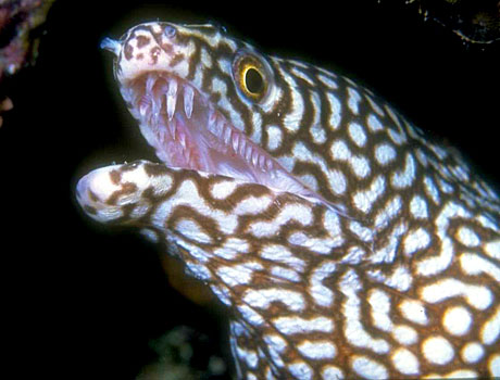 Image of a turkey moray eel