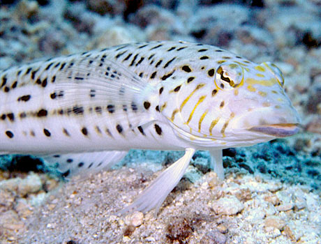 Image of a speckled sandperch