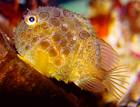 NOAA image of a spiny lumpsucker