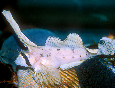 NOAA image of a sailfin sculpin