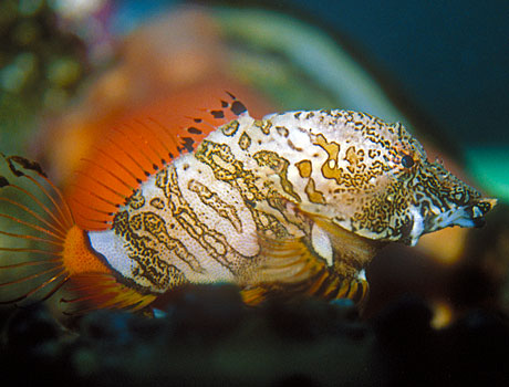 NOAA image of a grunt sculpin