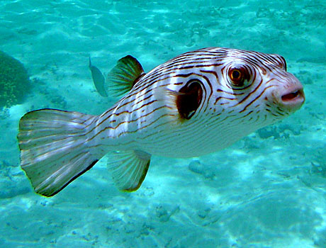 NOAA image of a striped puffer