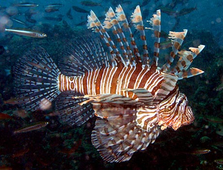 NOAA image of a red lionfish