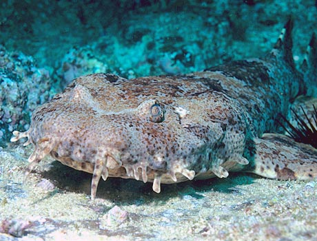 NOAA image of an ornate wobbegong