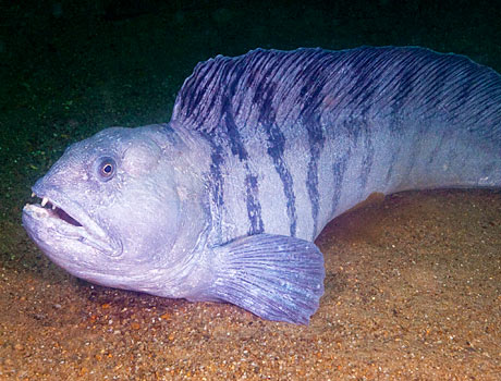 NOAA image of a Atlantic wolffish