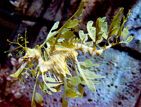 Image of a leafy seadragon