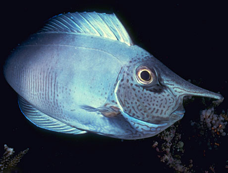 Closeup image of a spotted unicornfish