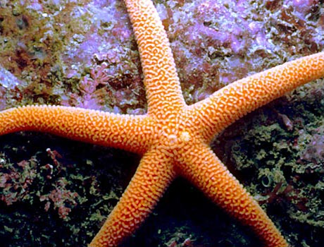 Image of a Pacific starfish
