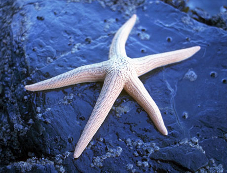 Image of a short-spined sea star on a rock