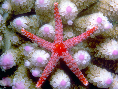 Image of a tiled sea star on coral polyps