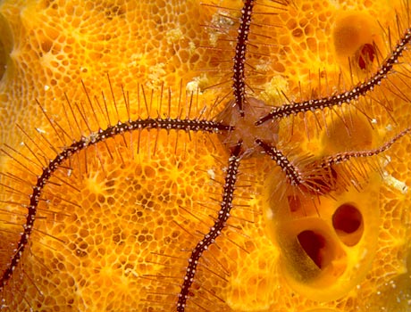 Image of a sponge brittle star on a sponge