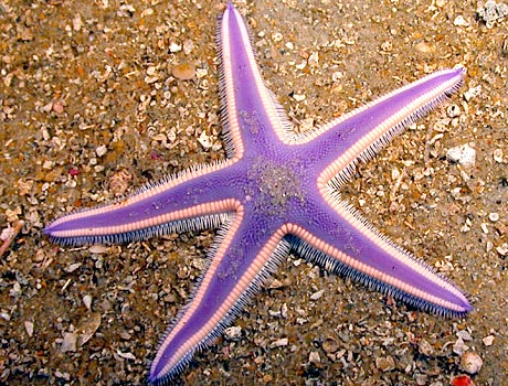 NOAA image of a royal starfish