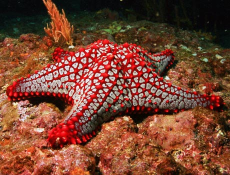 Image of a Panamic cushion star on the ocean floor