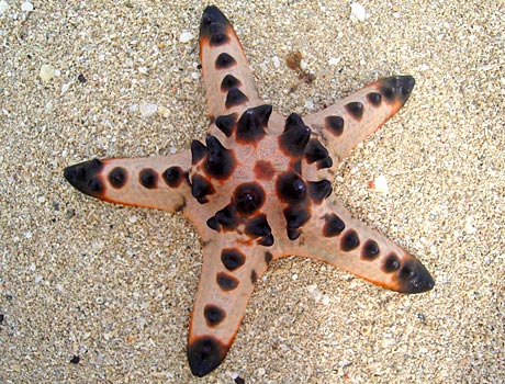 Image of a chocolate chip starfish