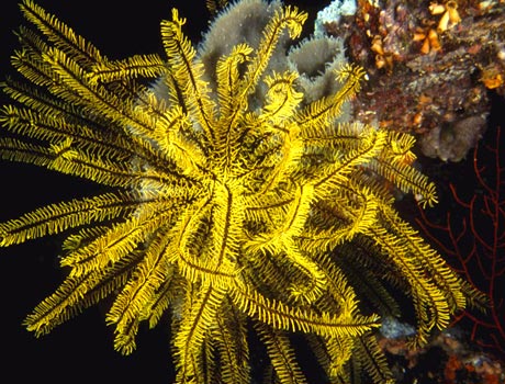 Image of a yellow feather starfish