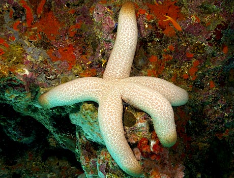 Image of a heavy starfish