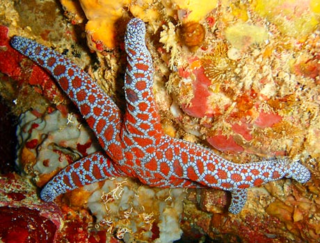 Image of a mosaic sea star