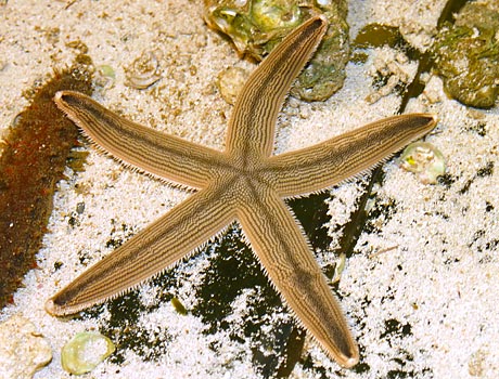 Image of a gray sea star