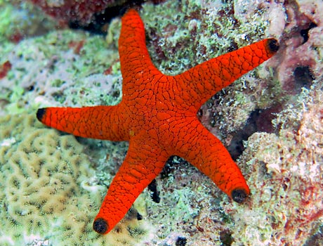 Image of an Indian sea star