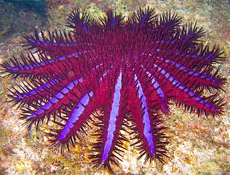 Image of a crown of thorns starfish on a coral reef