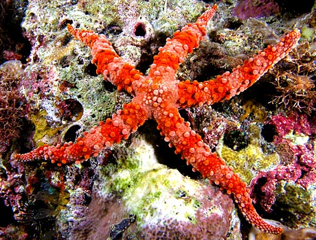Image of a spiny sea star on a coral reef