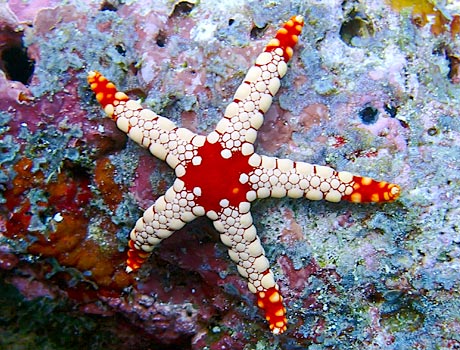 Image of an elegant sea star