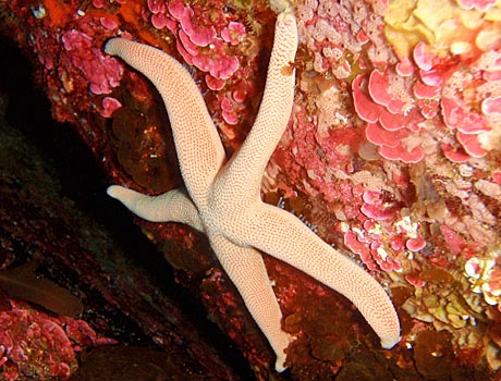 Image of a Troughton's sea star