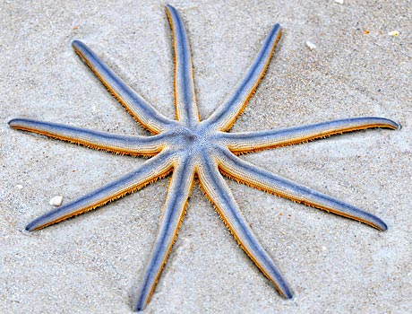 Image of a nine-armed sea star