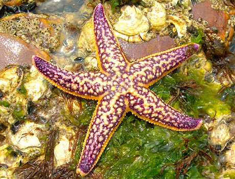 NOAA image of a northern pacific sea star