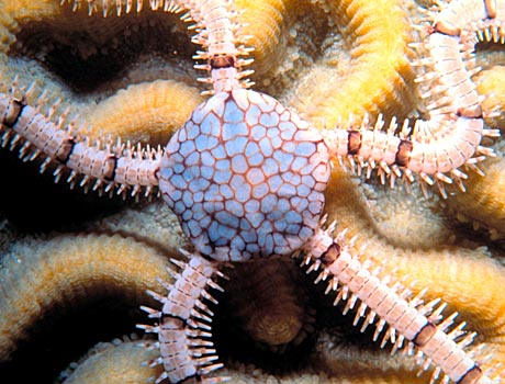 NOAA close-up image of a reticulated brittle star