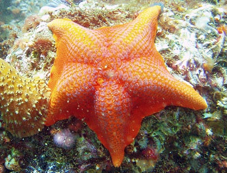 NOAA image of a bat star on a coral reef