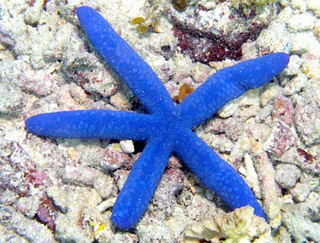 NOAA image of a blue sea star