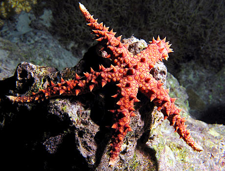 Image of an Egyptian sea star