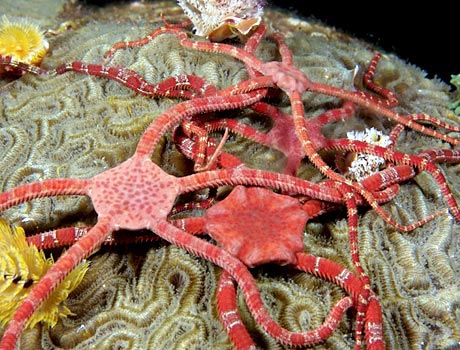 NOAA image of ruby brittle stars on a brain coral