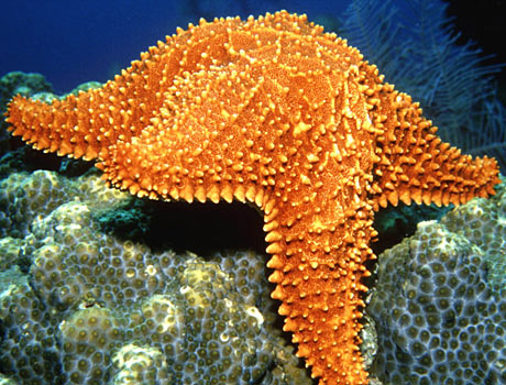 Image of red cusion star on a coral reef