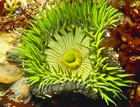Image of a giant green anemone