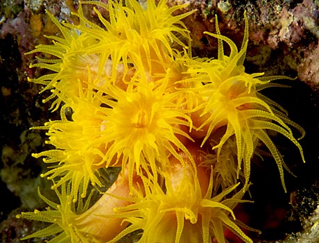 Image of yellow sun coral polyps