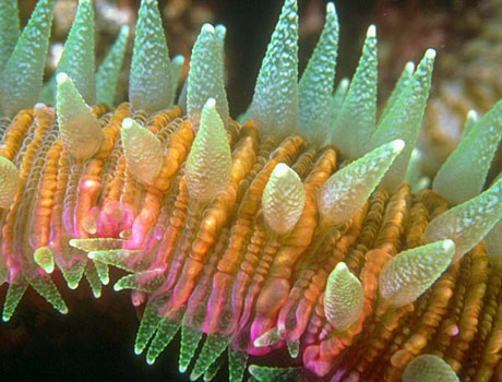 Close-up image of a colorful sea cucumber