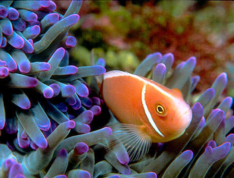 Image of a pink skunk clownfish in a sea anemone