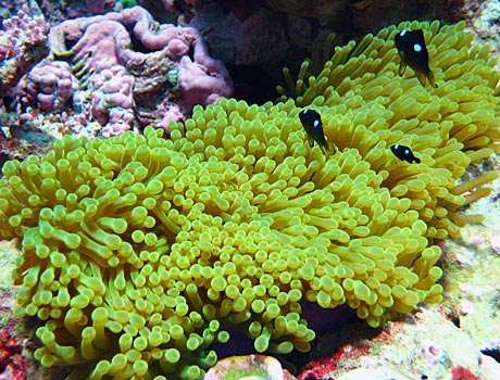 NOAA image of three-spot Dascyllus damselfish in a carpet anemone