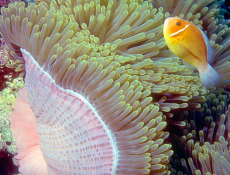 Image of magnificent sea anemone with a pink skunk clownfish
