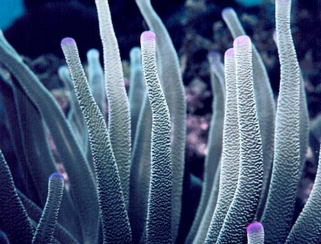 NOAA close-up image of a pink-tipped anemone